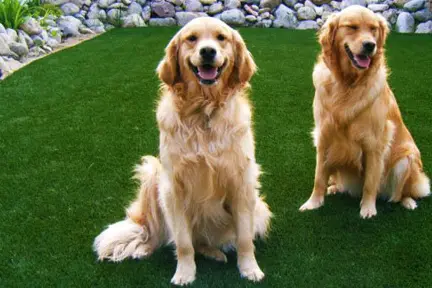 lawns for dogs 2